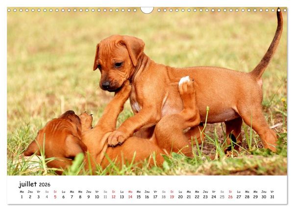 Produktbild: Chiots Rhodesian Ridgeback (Calendrier mural 2026 DIN A3 vertical), CALVENDO calendrier mensuel