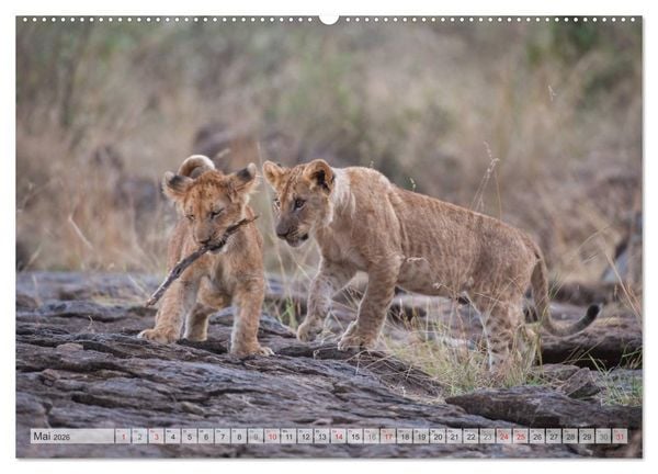 Produktbild: Emotionale Momente: Liebenswerte L&ouml;wenbabys (hochwertiger Premium Wandkalender 2026 DIN A2 quer), Kunstdruck in Hochglanz