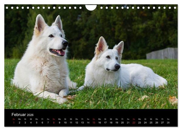 Produktbild: Wei&szlig;er Schweizer Sch&auml;ferhund - Ein Tag im Leben einer Hundefamilie (Wandkalender 2026 DIN A4 quer), CALVENDO Monatskalender