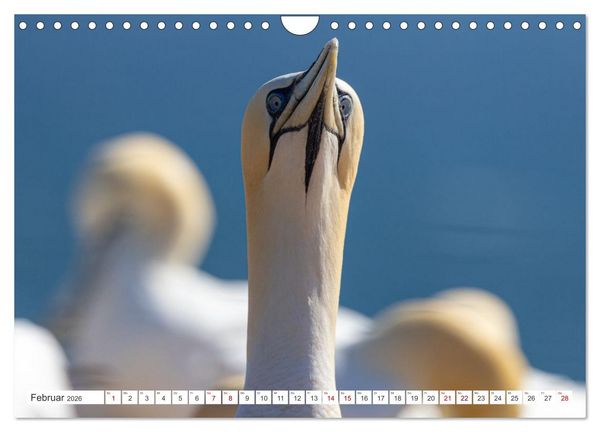 Produktbild: Basst&ouml;lpel - Helgolands faszinierende V&ouml;gel (Wandkalender 2026 DIN A4 quer), CALVENDO Monatskalender