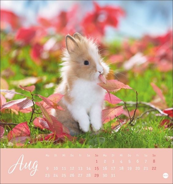 Produktbild: S&uuml;&szlig;e Kaninchen Postkartenkalender 2027