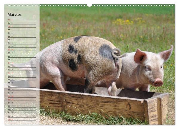 Produktbild: Von S&auml;uen die Schwein haben! (Wandkalender 2026 DIN A2 quer), CALVENDO Monatskalender