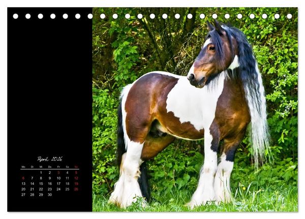 Produktbild: Irish Tinker (Tischkalender 2026 DIN A5 quer), CALVENDO Monatskalender