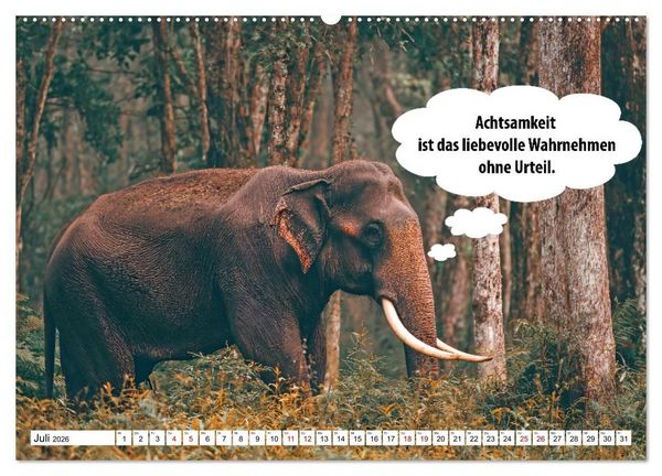 Produktbild: Stille Pfoten, weise Worte - Tiere zeigen dir den Weg zu mehr Gelassenheit (hochwertiger Premium Wandkalender 2026 DIN A2 quer), Kunstdruck in Hochglanz