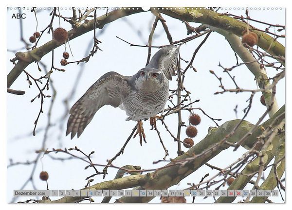 Produktbild: Habicht - aus dem Leben eines imposanten Greifvogels (hochwertiger Premium Wandkalender 2026 DIN A2 quer), Kunstdruck in Hochglanz