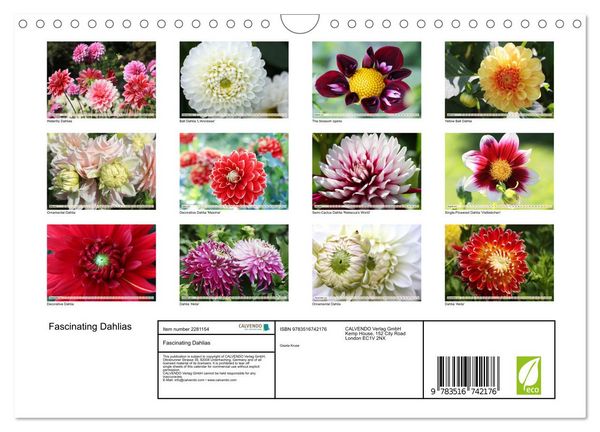 Produktbild: Fascinating Dahlias (Wall Calendar 2026 DIN A4 landscape), CALVENDO 12 Month Wall Calendar