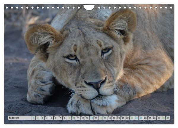 Produktbild: L&ouml;wen. Die K&ouml;nige Afrikas (Wandkalender 2026 DIN A4 quer), CALVENDO Monatskalender
