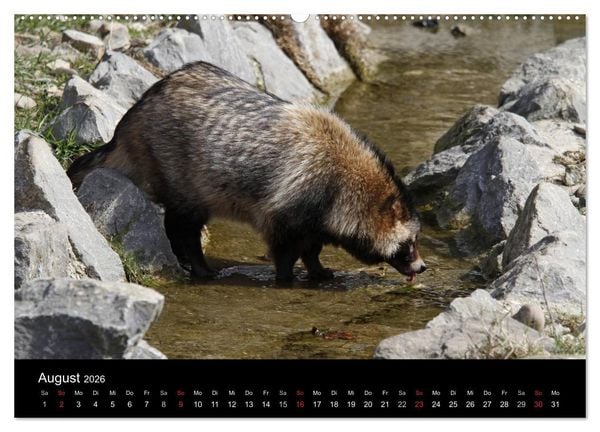 Produktbild: Marderhunde (hochwertiger Premium Wandkalender 2026 DIN A2 quer), Kunstdruck in Hochglanz