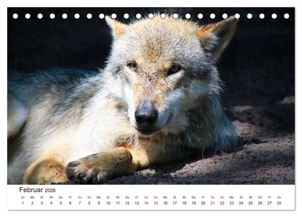 Produktbild: W&ouml;lfe 2026. Tierische Impressionen (Tischkalender 2026 DIN A5 quer), CALVENDO Monatskalender