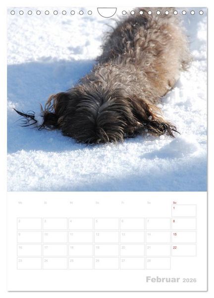 Produktbild: Der Dackel - mein kleiner Freund (Wandkalender 2026 DIN A4 hoch), CALVENDO Monatskalender
