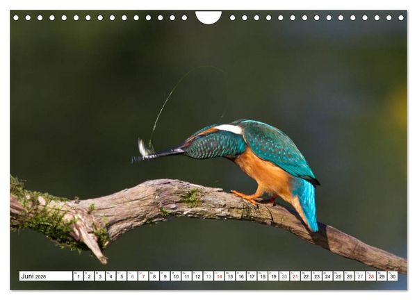 Produktbild: Eisv&ouml;gel (Alcedo atthis) - Edelsteine der Natur (Wandkalender 2026 DIN A4 quer), CALVENDO Monatskalender