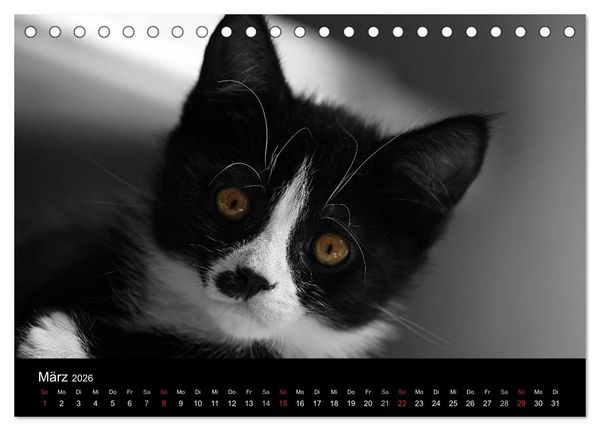 Produktbild: schwarz/wei&szlig; trifft farbe (Tischkalender 2026 DIN A5 quer), CALVENDO Monatskalender