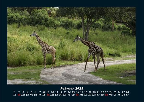 Produktbild: Giraffen 2025 Fotokalender DIN A4