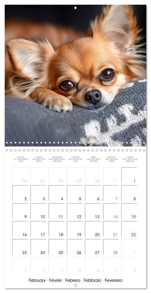 Produktbild: Cute Chihuahua (Wall Calendar 2026 12 &times; 12 Inch) CALVENDO 12 Month Wall Calendar