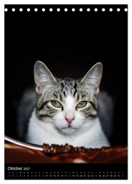 Produktbild: Stubentiger (Tischkalender 2027 DIN A5 hoch), CALVENDO Monatskalender