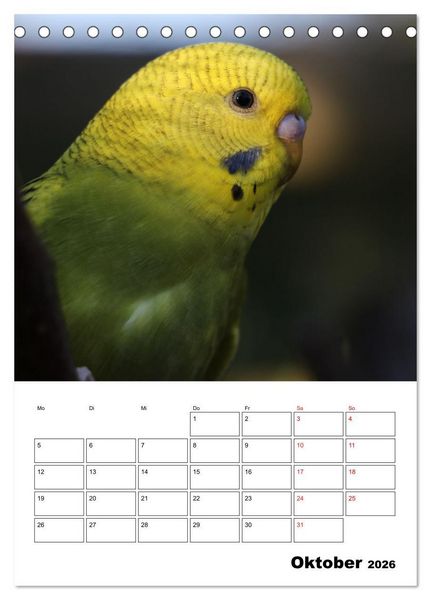 Produktbild: Wellensittichkalender Jubil&auml;umsedition - 10 Jahre Wellensittichkalender! (Tischkalender 2026 DIN A5 hoch), CALVENDO Monatskalender