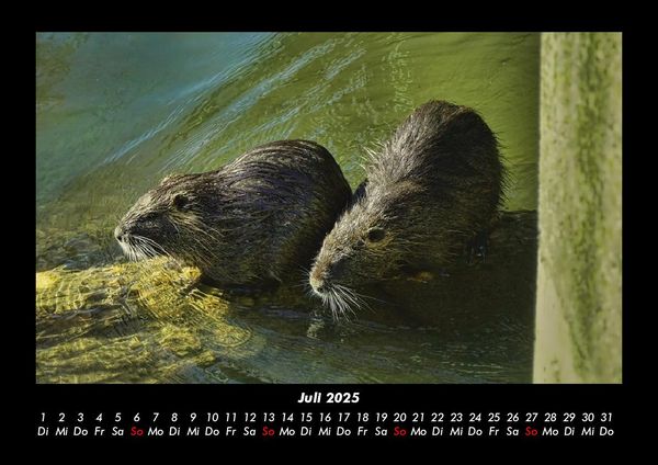 Produktbild: Welt der Tiere 2025 Fotokalender DIN A3