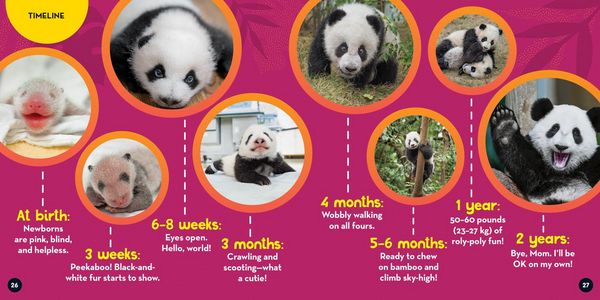 Produktbild: Go Wild! Pandas