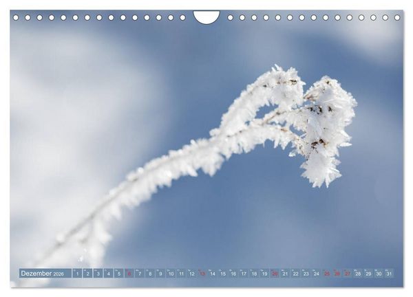 Produktbild: Die Natur hautnah (Wandkalender 2026 DIN A4 quer), CALVENDO Monatskalender