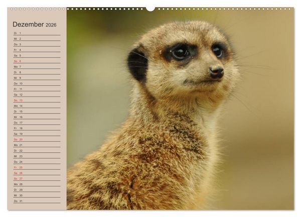 Produktbild: Erdm&auml;nnchen (Wandkalender 2026 DIN A2 quer), CALVENDO Monatskalender