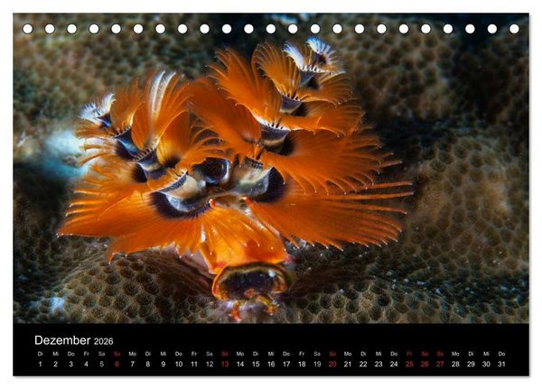 Produktbild: Faszinierendes Leben unter Wasser (Tischkalender 2026 DIN A5 quer), CALVENDO Monatskalender