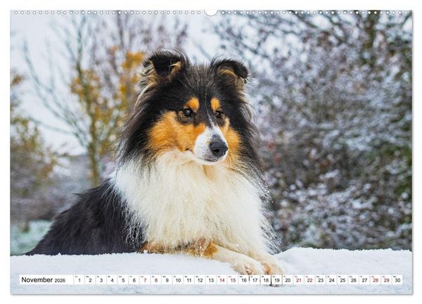 Produktbild: Collies - Eine Liebe f&uuml;r immer und ewig (hochwertiger Premium Wandkalender 2026 DIN A2 quer), Kunstdruck in Hochglanz