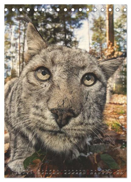 Produktbild: Luchs (Tischkalender 2026 DIN A5 hoch), CALVENDO Monatskalender