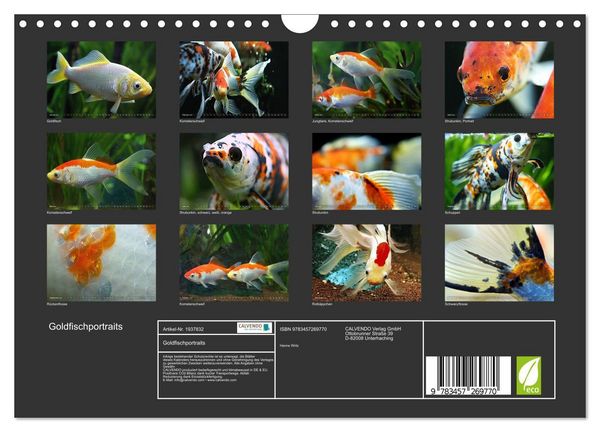Produktbild: Goldfischportraits (Wandkalender 2026 DIN A4 quer), CALVENDO Monatskalender