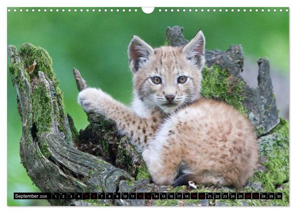 Produktbild: Nordhessens Tierkinder (Wandkalender 2026 DIN A3 quer), CALVENDO Monatskalender