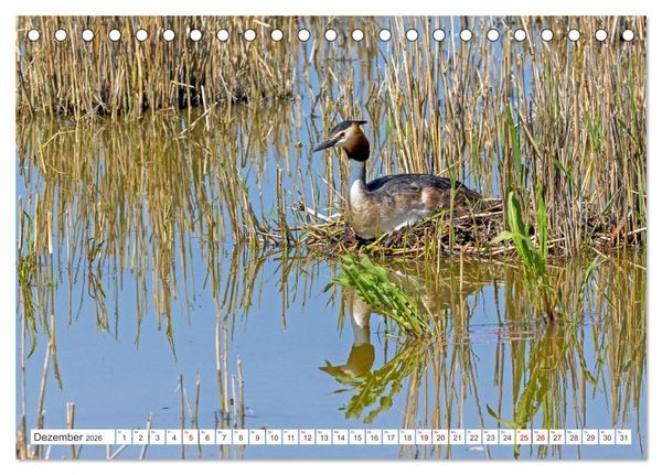 Produktbild: Sturmerprobt - V&ouml;gel an Nordfrieslands K&uuml;ste (Tischkalender 2026 DIN A5 quer), CALVENDO Monatskalender