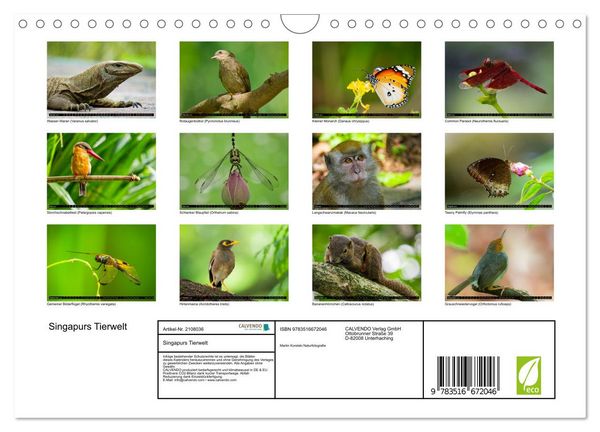 Produktbild: Singapurs Tierwelt (Wandkalender 2026 DIN A4 quer), CALVENDO Monatskalender