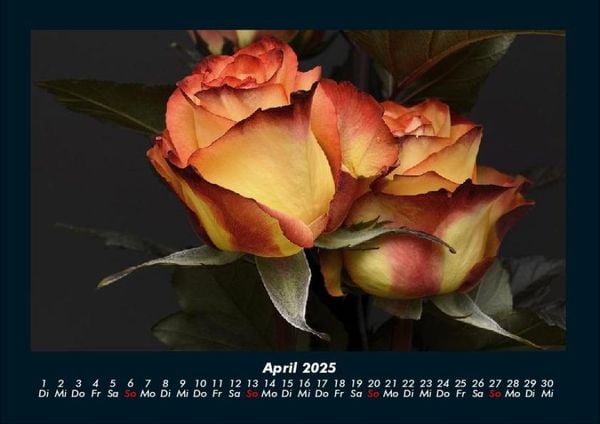 Produktbild: Blumentr&auml;ume 2025 Fotokalender DIN A4