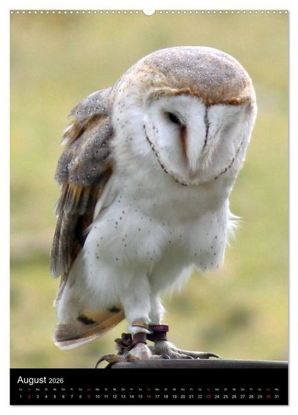 Produktbild: Scharfe Krallen, scharfe Augen, Greifv&ouml;gel und Eulen im Wildpark (hochwertiger Premium Wandkalender 2026 DIN A2 hoch), Kunstdruck in Hochglanz
