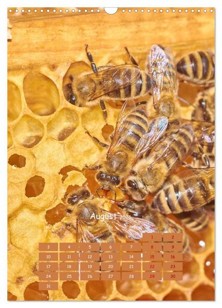 Produktbild: Gesch&auml;ftig wie im Bienenstock (Wandkalender 2026 DIN A3 hoch), CALVENDO Monatskalender