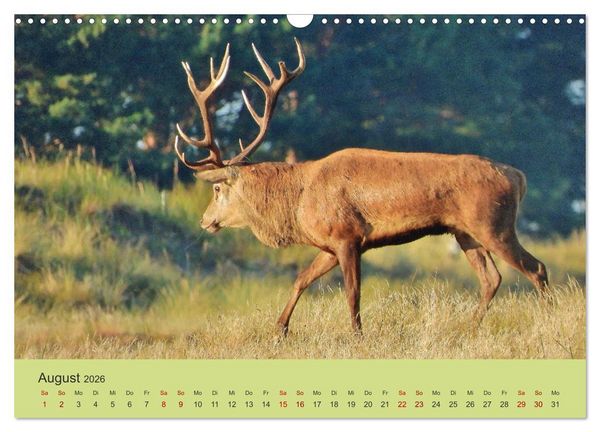 Produktbild: K&uuml;sten Hirsche - Rotwild auf dem Dar&szlig; (Wandkalender 2026 DIN A3 quer), CALVENDO Monatskalender