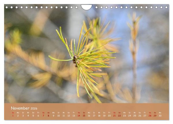 Produktbild: Der Zauber steckt immer im Detail (Wandkalender 2026 DIN A4 quer), CALVENDO Monatskalender