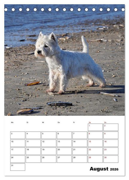 Produktbild: West Highland White Terrier - Herzensbrecher auf vier Pfoten (Tischkalender 2026 DIN A5 hoch), CALVENDO Monatskalender