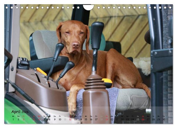 Produktbild: Magyar Vizsla - pure Lebensfreude (Wandkalender 2026 DIN A4 quer), CALVENDO Monatskalender