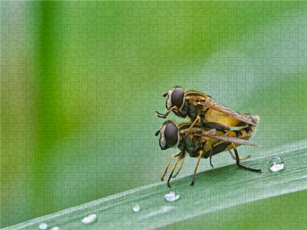 Produktbild: CALVENDO Puzzle Gemeine Sumpfschwebfliegen ( Helophilus pendulus ) | 1000 Teile Lege-Gr&ouml;&szlig;e 64x48cm Foto-Puzzle f&uuml;r gl&uuml;ckliche Stunden