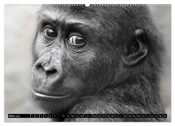 Produktbild: MENSCHEN-AFFEN-KINDER (hochwertiger Premium Wandkalender 2027 DIN A2 quer), Kunstdruck in Hochglanz