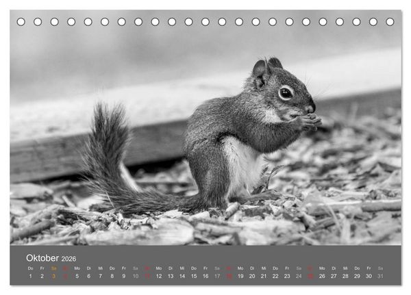 Produktbild: Tierische Augenblicke in Schwarz-Wei&szlig; (Tischkalender 2026 DIN A5 quer), CALVENDO Monatskalender