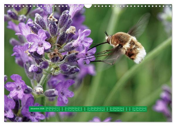 Produktbild: La vie de nos prairie, les papillons (Calendrier mural 2026 DIN A3 vertical), CALVENDO calendrier mensuel