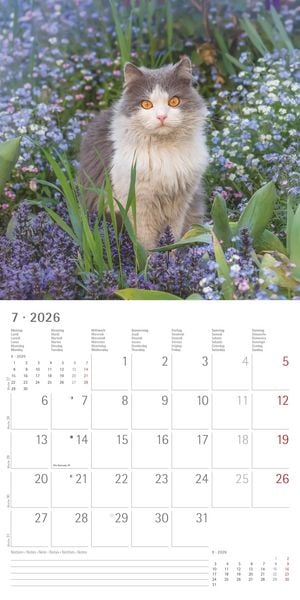 Produktbild: Katzen 2026 - Broschürenkalender 30x30 cm (30x60 geöffnet) - Kalender mit Platz für Notizen - Cats - Bildkalender - Wandplaner - Katzenkalender