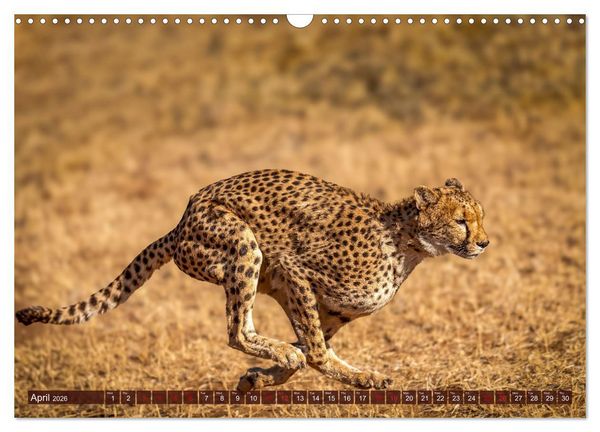 Produktbild: Amazing Cheetahs (Wall Calendar 2026 DIN A3 landscape), CALVENDO 12 Month Wall Calendar