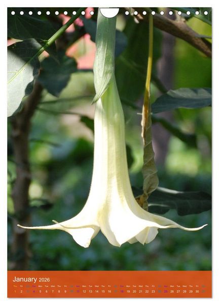 Produktbild: Mexican Garden Flowers - Aguascalientes (Wall Calendar 2026 DIN A4 portrait), CALVENDO 12 Month Wall Calendar