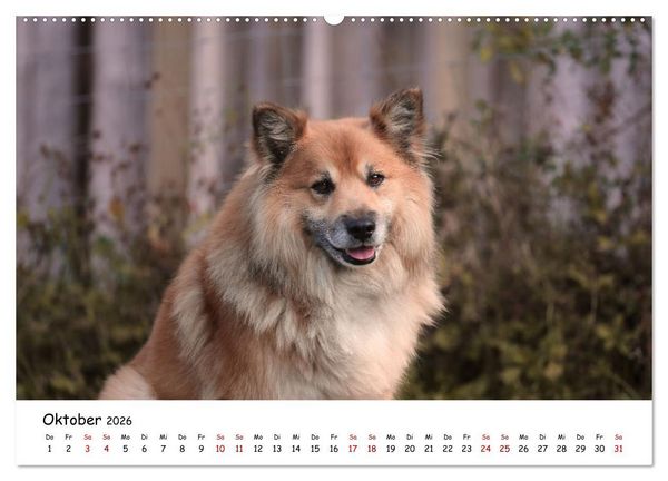 Produktbild: Islandhunde (Wandkalender 2026 DIN A2 quer), CALVENDO Monatskalender