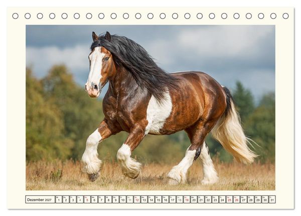 Produktbild: Irish Tinker Liebe. Der robuste Charme der Gypsy Cobs (Tischkalender 2027 DIN A5 quer), CALVENDO Monatskalender