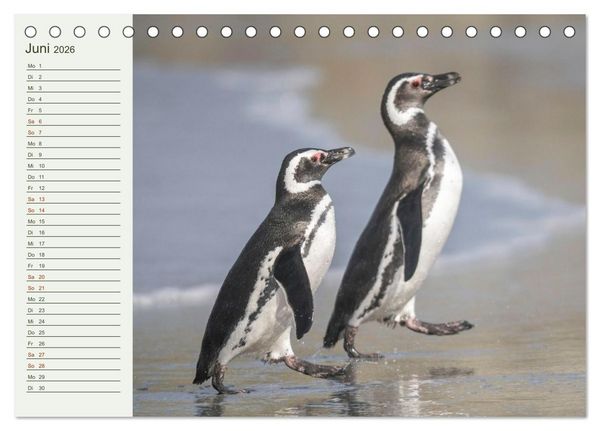 Produktbild: Unter Pinguinen (Tischkalender 2026 DIN A5 quer), CALVENDO Monatskalender