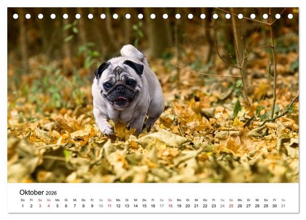 Produktbild: Mein Hundekalender 2026 (Tischkalender 2026 DIN A5 quer), CALVENDO Monatskalender