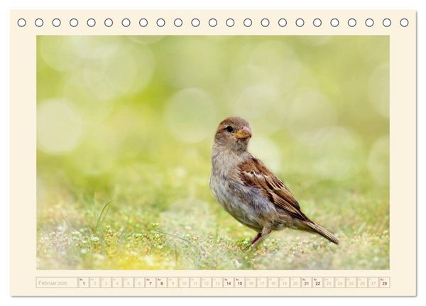 Produktbild: Freche Spatzen (Tischkalender 2026 DIN A5 quer), CALVENDO Monatskalender